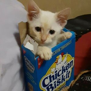 Meet your Posher, Aurora